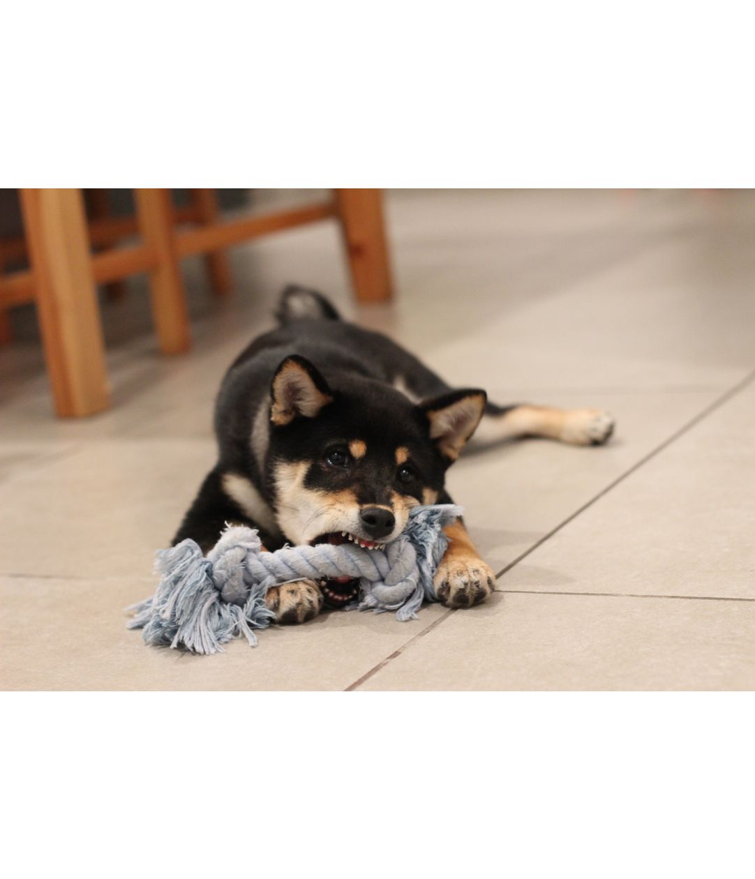 School Holiday Program Make Your Own Dog Toys Kincumber Library