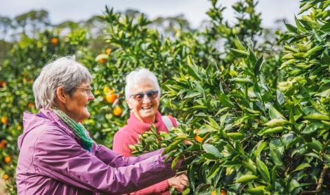 Two elderly women carefully picking ripe oranges from a lush orange tree in a sunny orchard.