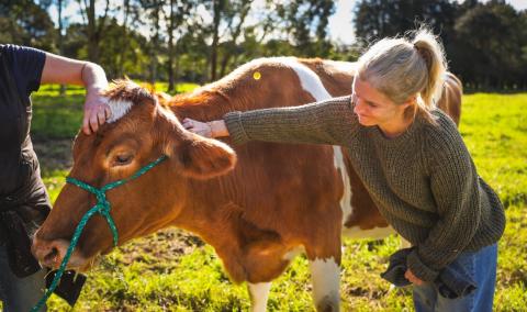 Woman gently petting a cow in a lush green field.