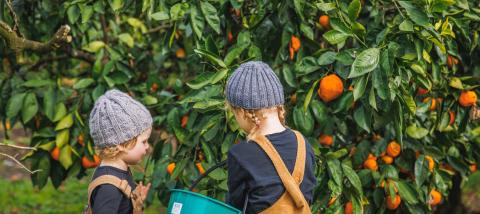 kids picking oranges off a tree